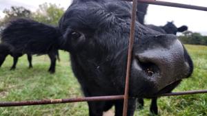 Illinois beef producers say Trump’s Argentina beef plan hurts farmers Illinois beef producers say Trump’s Argentina beef plan hurts farmers