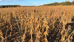 Illinois soybean farmers face uncertainty amid MAHA push against seed oils Illinois soybean farmers face uncertainty amid MAHA push against seed oils