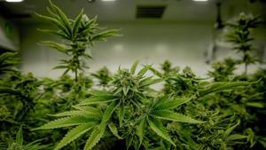 Trump moves medical marijuana to Schedule III in historic shift