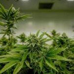 Illinois Quick Hits: $50.8M in cannabis tax-funded grants awarded