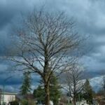 Illinois Quick Hits: Storms cause damage, closures
