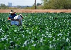 Supreme Court to hear migrant farm worker case
