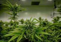 Illinois Quick Hits: $50.8M in cannabis tax-funded grants awarded
