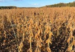 Illinois soybean farmers face uncertainty amid MAHA push against seed oils Illinois soybean farmers face uncertainty amid MAHA push against seed oils