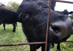 Illinois beef producers say Trump’s Argentina beef plan hurts farmers Illinois beef producers say Trump’s Argentina beef plan hurts farmers