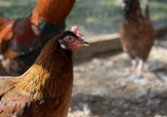 Lawsuit investor Burford can upend Sysco’s $50M chicken price settlement
